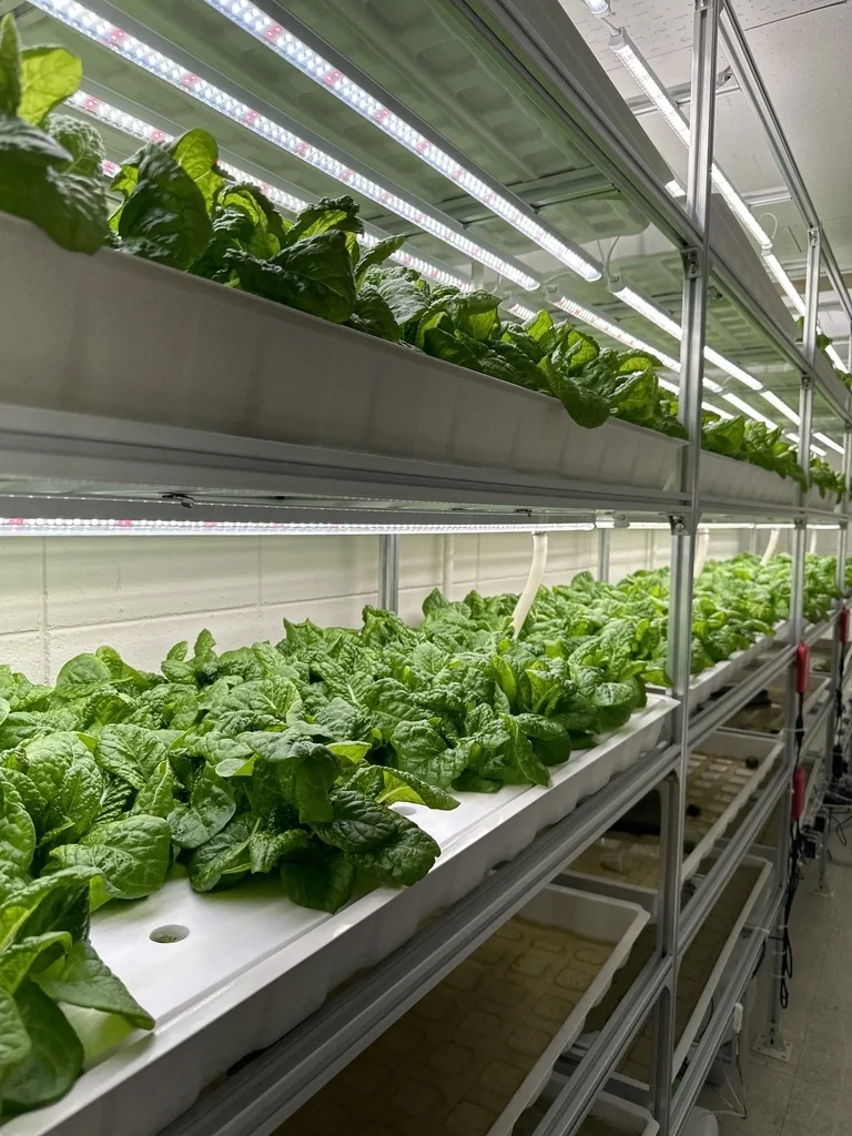 LED 바 아래 흰 재배 채널마다 잎채소가 자란 선반